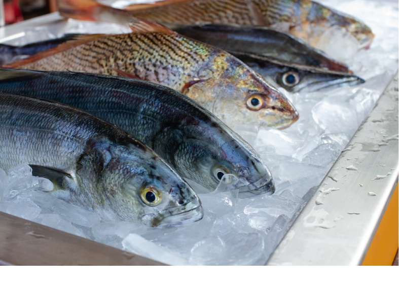 fresh fish